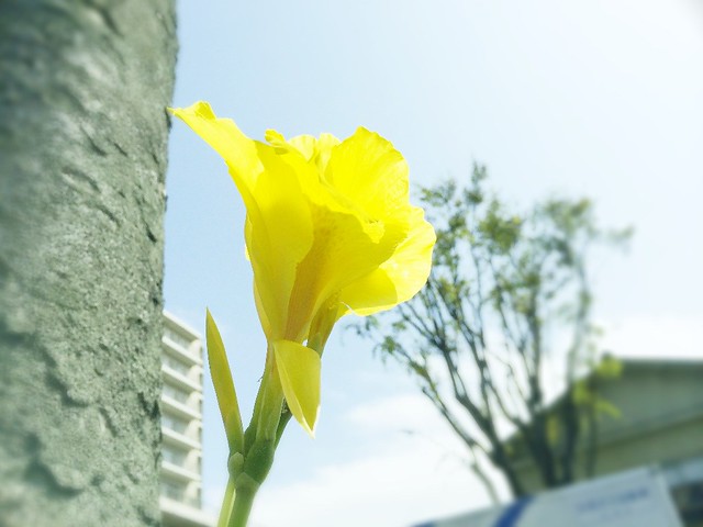 Close-up of a bright yellow flower against a blue sky with a tree and buildings blurred in the background